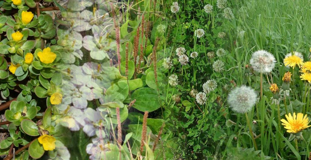 5 Common North American Yard Weeds: Effective Homeopathic Remedies for Natural Healing